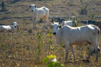 pecuaristasgef