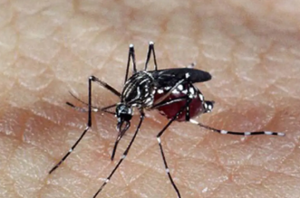 aedes_denguegufty